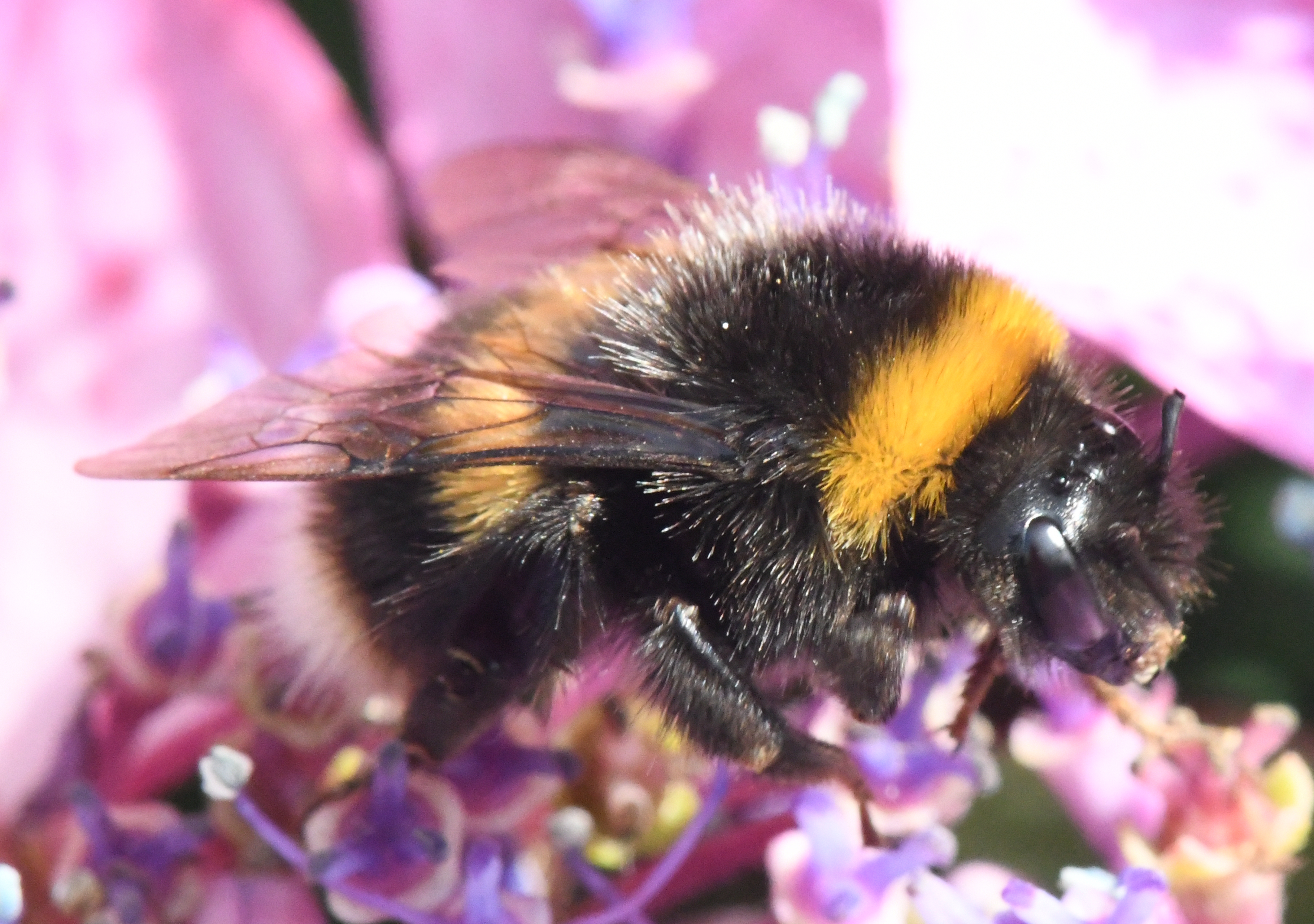 Bombus Terrestris