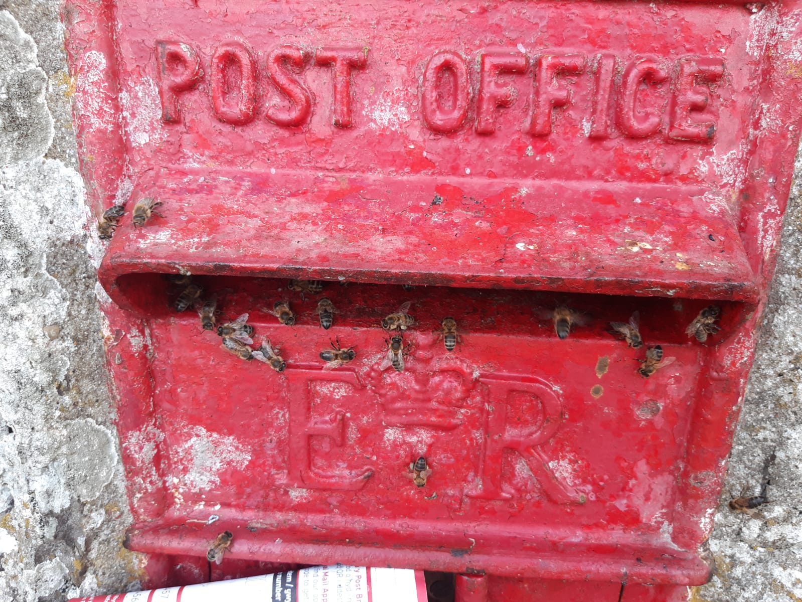 Bees In Postbox