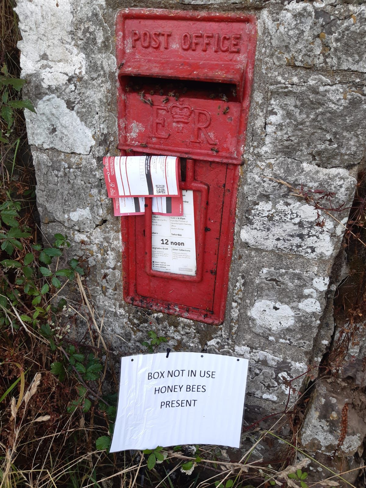 Bees In Postbox